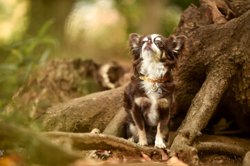自然の中でおすましするチワワ