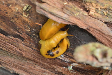 banana slugs