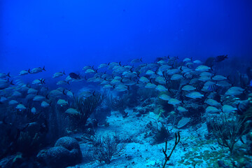 Naklejka na ściany i meble school of fish underwater photo, Gulf of Mexico, Cancun, bio fishing resources