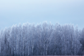 Fototapeta na wymiar travel to canada winter forest landscape, seasonal view, panorama in the forest covered with snow