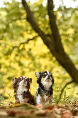 銀杏の木の前でおすましするチワワ