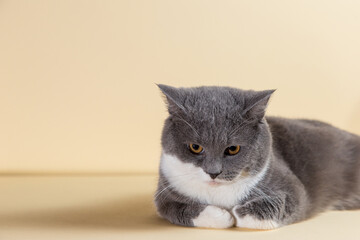 Grey beautiful cat on a yellow background. Copy space, banner.