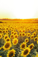 Beautiful vertical view of a field of sunflowers in the light of the setting sun..Yellow sunflower close up. Beautiful summer landscape with sunset and flowering meadow Rich harvest Concept.