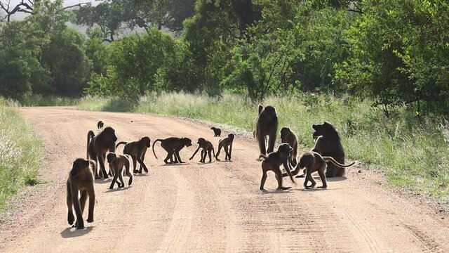 A troup of Chacma Baboon walks down the dirt road towards the camera in Kruger National Park.