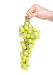 Caucasian hand holding bunch of ripe green grapes on the vine with water drops on them, isolated on white.