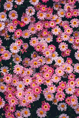 Wide photo of many little pink flower heads with petals, creating a pattern, filling the whole frame. Fit for background, wallpaper pr print