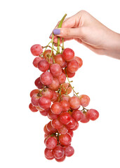 Caucasian hand holding bunch of ripe red grapes on the vine with water drops on them, isolated on white.