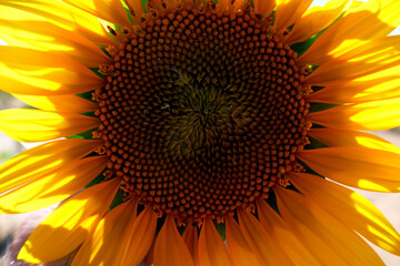 girasol