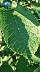 Giant green leaf with water drops