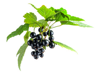 Branch of black currant  isolated on white background.