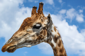 Giraffe head on a background of blue sky with clouds