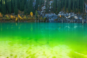 Tian Shan pine trees growing in turquoise and emerald green color waters of mountain lake (tarn) Kaindy in Kazakhstan, amazing and unusual nature park