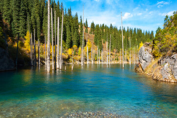 Kaindy Lake in Almaty region, Kazakhstan adventure travel, scenic landscape, turquoise color mountain lake, Tian Shan pine trees growing in the water