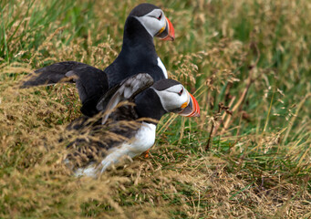 The Atlantic puffin, also known as the common puffin