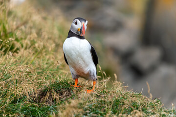The Atlantic puffin, also known as the common puffin
