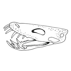 Sketch, vector black and white drawing of a dinosaur skeleton, children's coloring. dinosaur skull