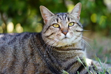 Chat Europ&eacute;en