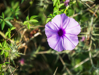 Close up of violet Flower