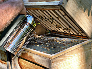 Bees hive with imkers smoke 