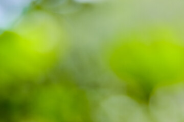 Background blur and beautiful bokeh.