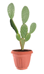 Cactus isolated on white background