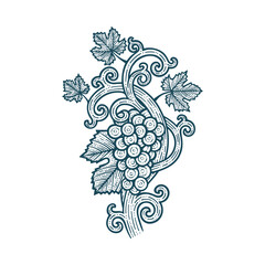 Grape bunch, vine and leafs. Grapevine vintage style hand drawn vector illustration. Part of set. © Goga