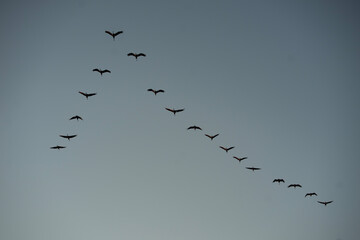 cranes flying in formation