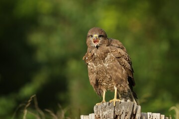 Common Buzzard (Buteo buteo), perched on a trunk. Wildlife scene from nature. Portrait of a...