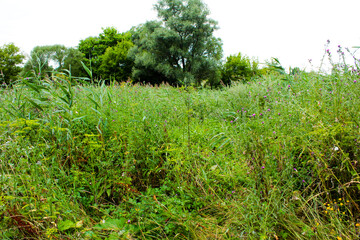 green grass in the morning