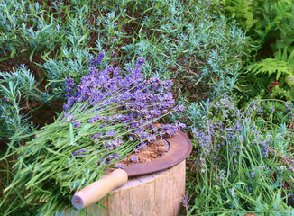 lavendel geschnitten