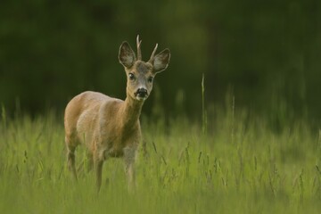 Naklejka na ściany i meble Young roebuck in the meadow. Capreolus capreolus. Roe deer in the nature habitat.