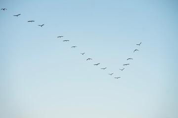 cranes flying in formation