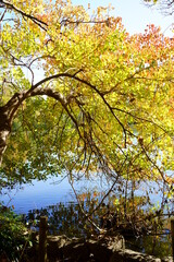 木々がカラフルに紅葉した秋の風景