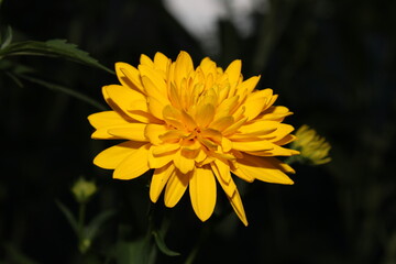 yellow flower in the garden