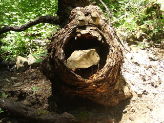 Stump Monster