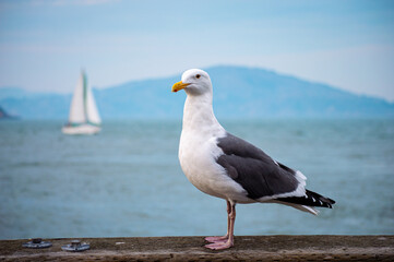 a seagull standing next to the ocean and a boat in the background