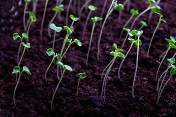 spring sprouts growing in the soil