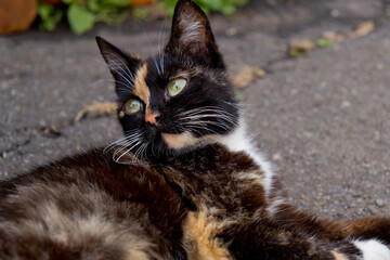 Portrait of tricolor cat. Closeup view.