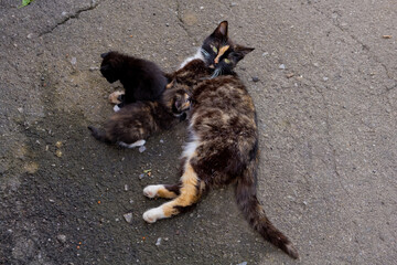 Homeless mom cat with two little kittens.