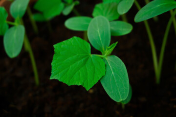 Young plant Pumpkin in a pot