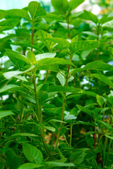 Basil (Ocimum sanctum). Closeup of holy basil, Thai basil plant organic vegetable acreage herb Holy basil with small bug in the garden .