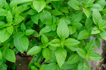 Basil (Ocimum sanctum). Closeup of holy basil, Thai basil plant organic vegetable acreage herb Holy basil with small bug in the garden .