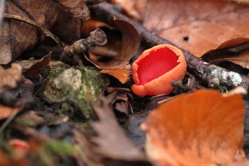 mushroom on the ground