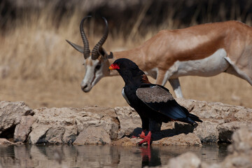 Male Bateleur with Springbuck in background