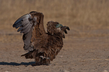 Juvenile Bateleur on ground (Terathopius ecaudatus)