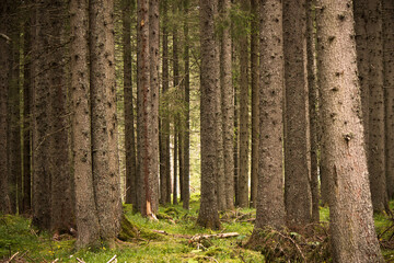  mystic view of mountain forest