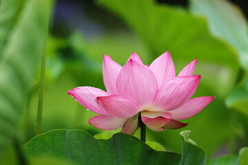 Obraz premium ハスに水滴