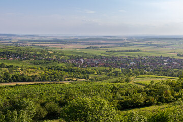 Fototapeta na wymiar Vineyard landscape with hills and small village Perna, Palava Czech republic