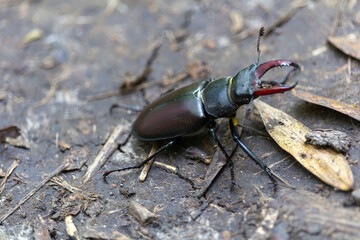Large stag beetle from side on earth, nature reserve Palava, Czech republic