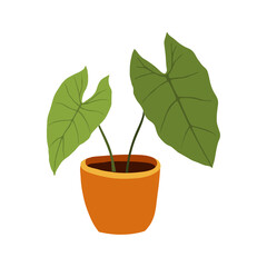 Hand drawn tropical Alocasia home plants. Scandinavian style illustration, modern and elegant home decor. Illustration of houseplants, indoor and office plants in pot.